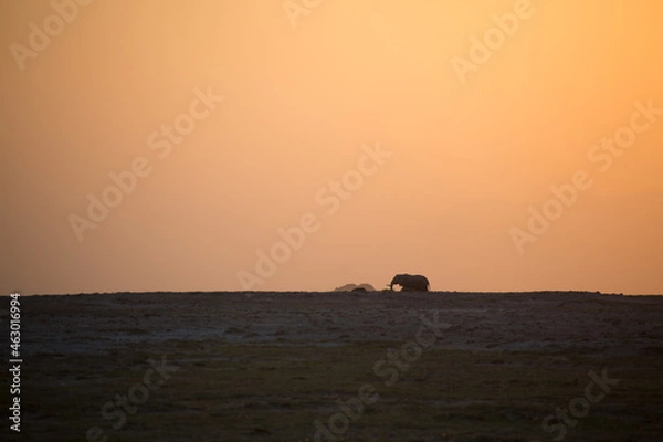 Obraz 美しい風景の中の動物たち