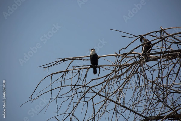 Obraz 美しい風景の中の動物たち