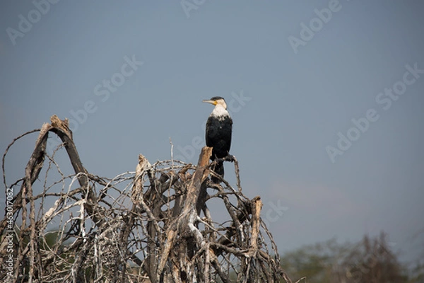 Obraz 美しい風景の中の動物たち