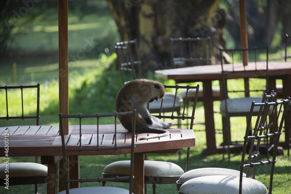 Obraz 美しい風景の中の動物たち