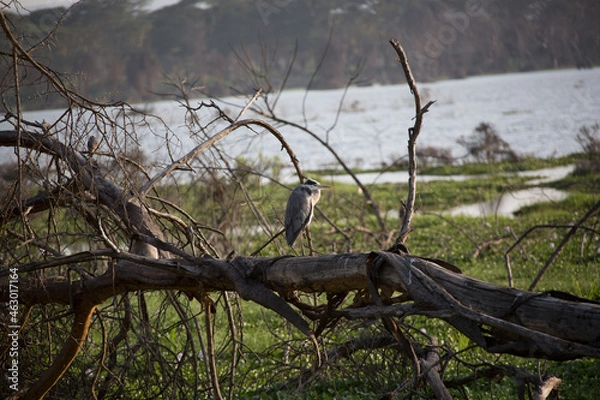 Obraz 美しい風景の中の動物たち
