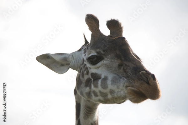 Obraz キリンのクローズアップ