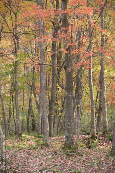 Obraz 秋の紅葉の森