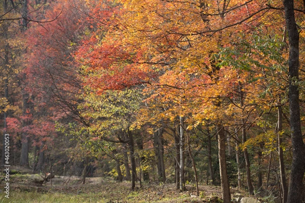 Obraz 秋の紅葉の森