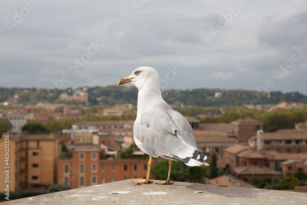 Obraz 美しい街並みの風景