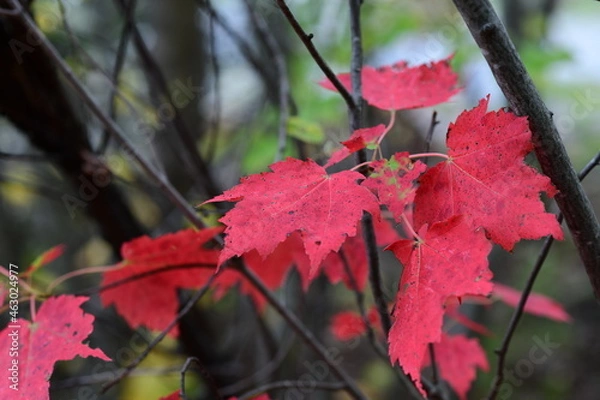 Fototapeta red maple leaves
