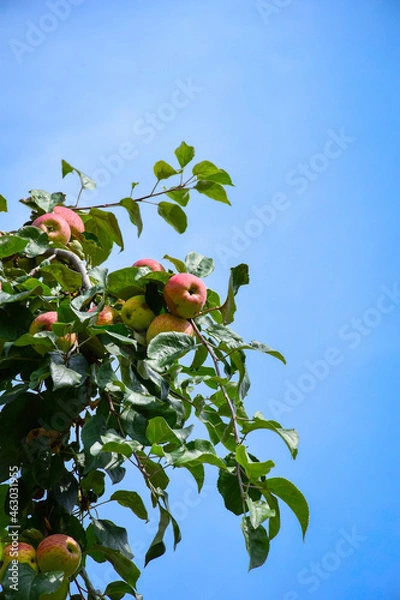 Obraz apple tree