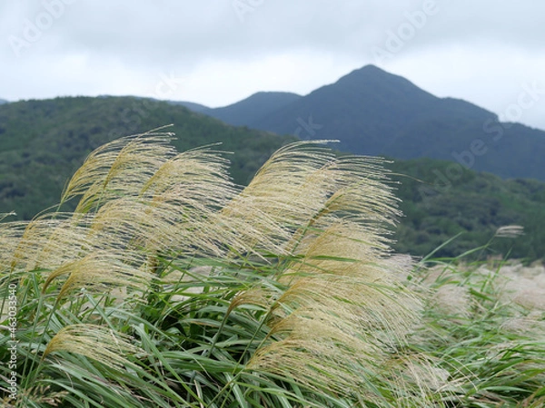 Fototapeta ススキの穂　秋の風景