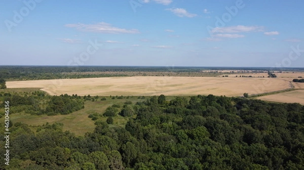 Fototapeta Green deciduous forest next to a farm field. Landscape from a bird's eye view. Sunny weather.