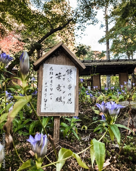 Fototapeta 笹竜胆