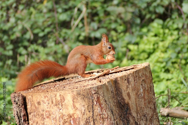 Fototapeta Eichhörnchen auf Baumstamm