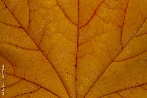 Fototapeta Colorful maple leaf structure red and yellow color