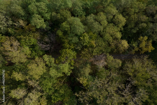 Obraz Forest Trail Aerial View
