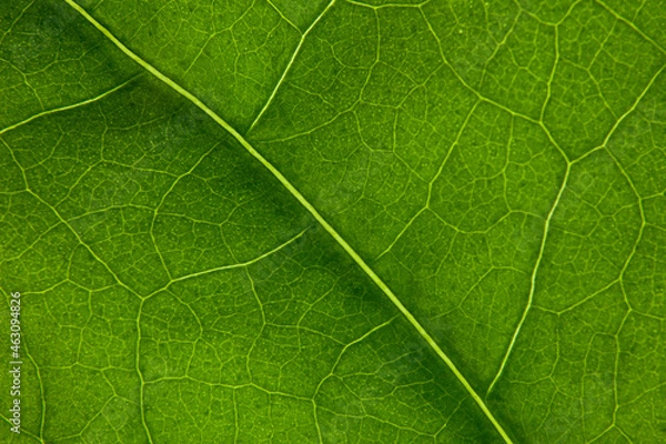 Obraz Green leaf nature background closeup