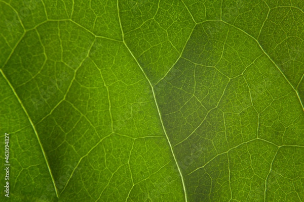 Obraz Green leaf nature background closeup