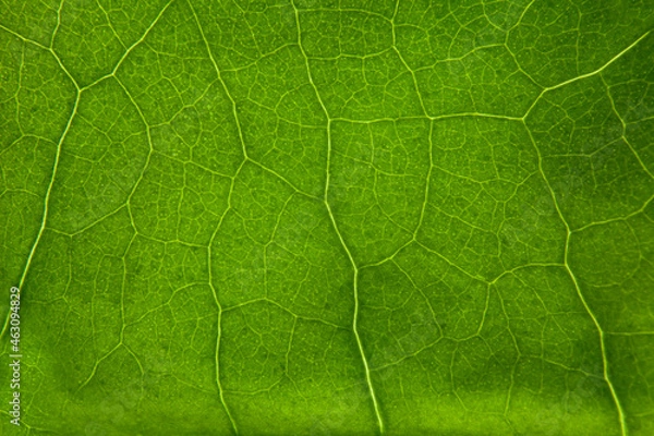 Obraz Green leaf nature background closeup