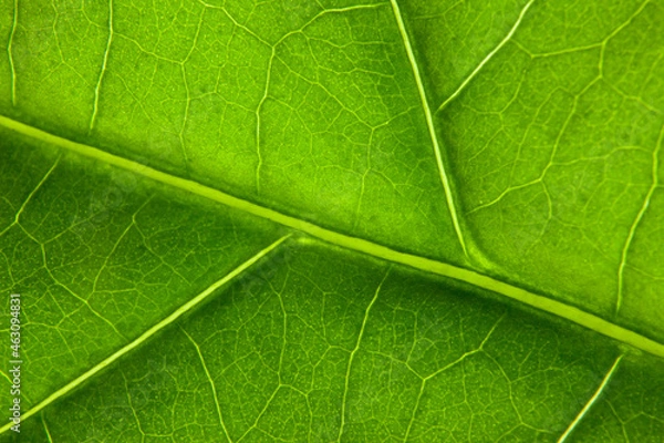 Obraz Green leaf nature background closeup