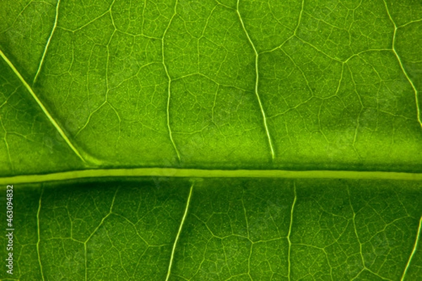 Obraz Green leaf nature background closeup
