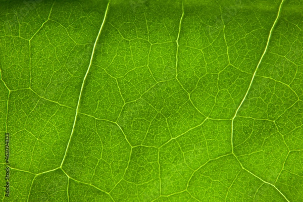 Obraz Green leaf nature background closeup