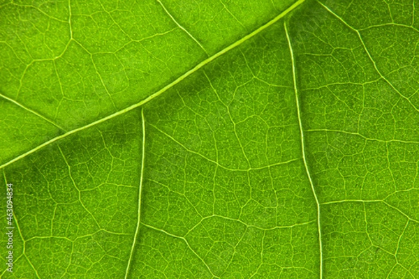 Obraz Green leaf nature background closeup