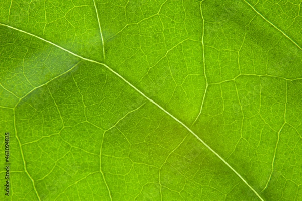 Obraz Green leaf nature background closeup