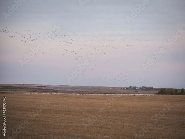 Obraz Snow geese