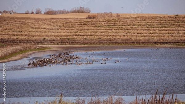 Obraz Ducks on water
