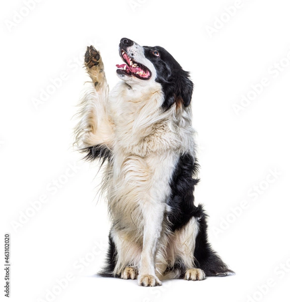 Fototapeta Border collie dog high five and looking up, isolated