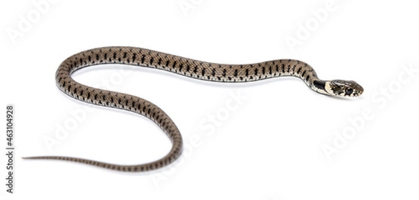 Fototapeta Grass snake, Natrix natrix, Isolated on white