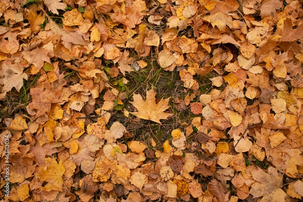 Obraz autumn leaves background