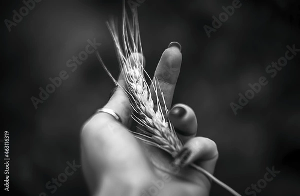Obraz hand holding a barley