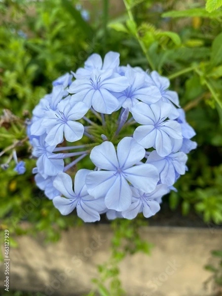 Obraz Flor azul