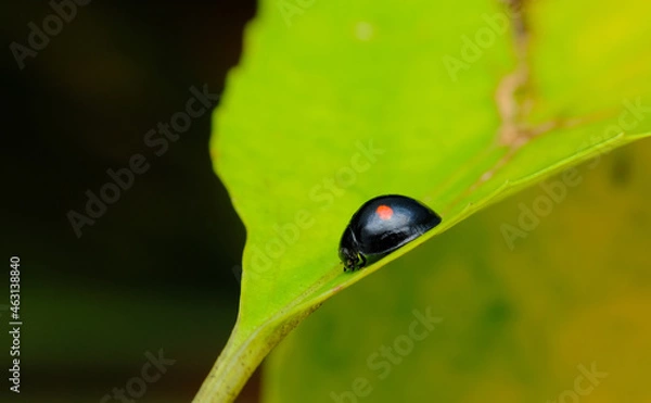 Fototapeta Twice Stabbed Lady Beetle Macro