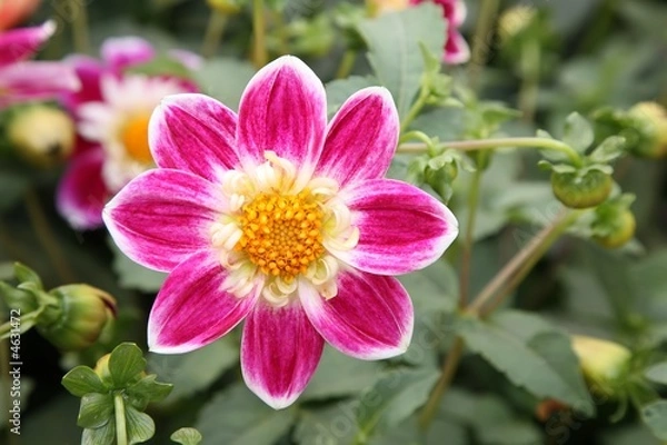 Obraz dahlia closeup