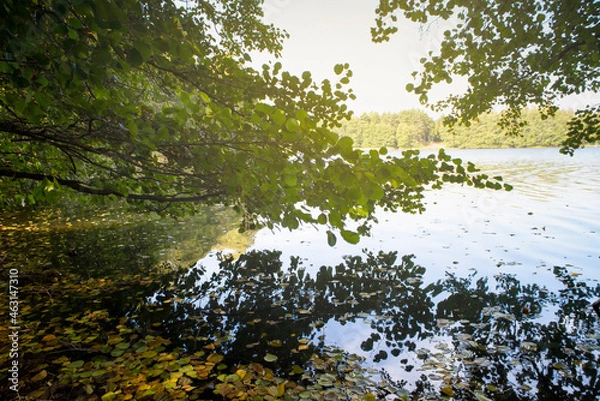 Fototapeta tree in the forest