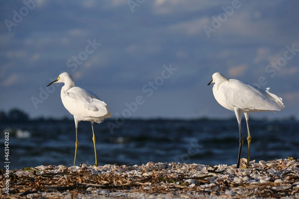 Obraz Weiße Reiher am Strand in Florida