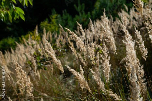 Fototapeta grass in the wind