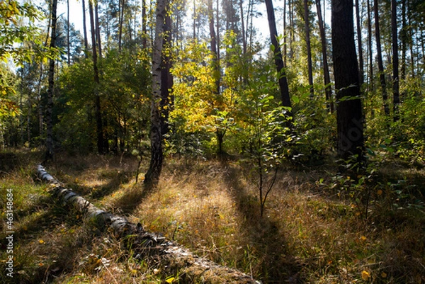 Fototapeta path in the woods