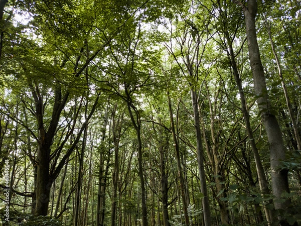 Fototapeta trees in the forest