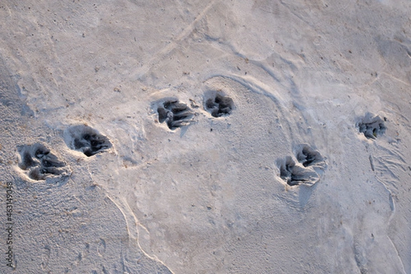 Obraz Dog foot print on concrete floor, street dog 's footprints on cement, cement sidewalk with dog 's footprints