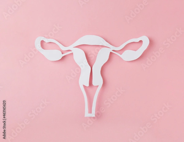 Obraz figure of female reproductive system cutted from Paper on pink background. Woman's anatomy concept. Woman's health. Concept banner of Gynecology. 