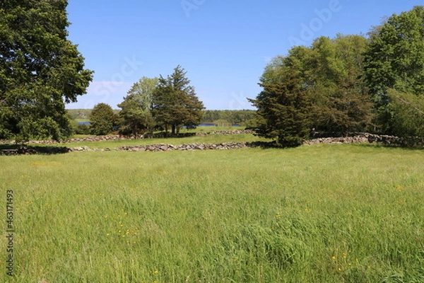 Obraz green grassy field meadow