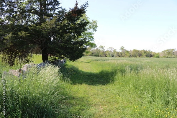 Obraz grassy path in field
