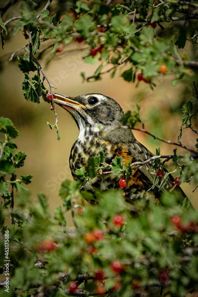 Obraz bird on a branch