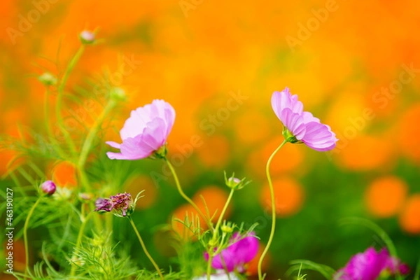 Fototapeta コスモス畑に咲くカラフルなコスモス