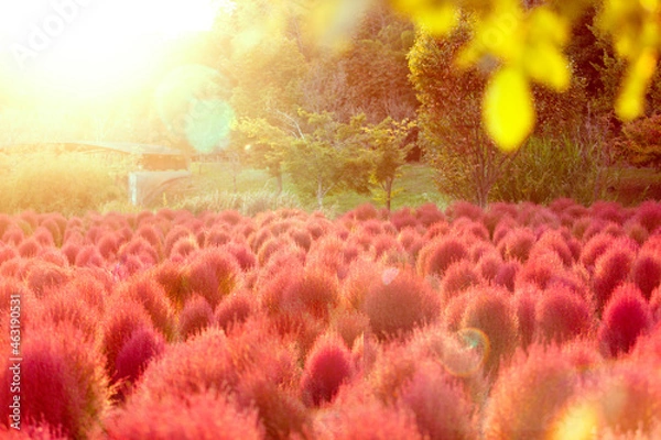 Obraz 秋の風景（赤く染まったコキア）