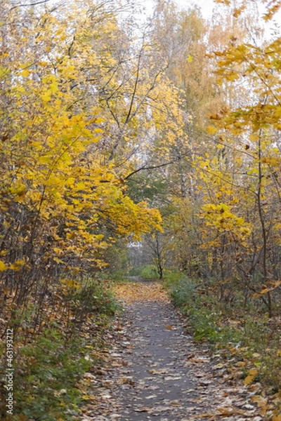 Obraz Path in the autumn wood