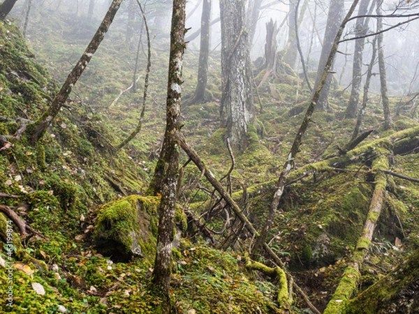 Obraz forest in autumn