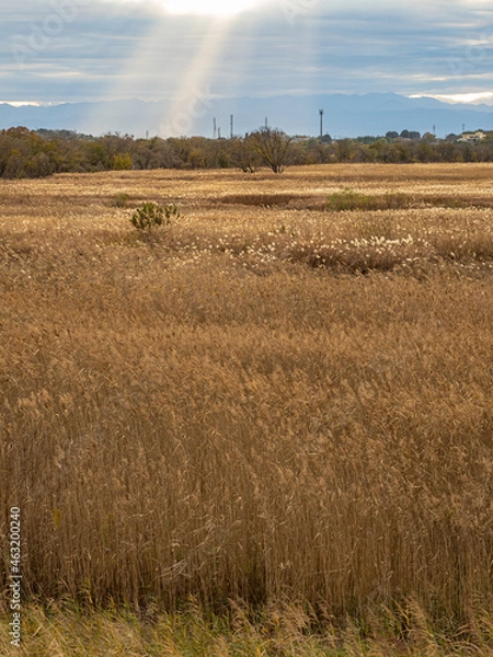 Obraz rainbow over the field