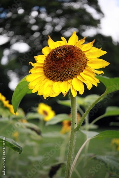 Fototapeta ひまわり